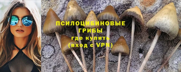 сатива Володарск